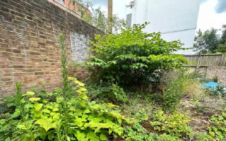Homeowners are warned to be extra vigilant of Japanese knotweed, growing quickly due to warm weather
