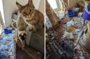 The cats were found in filthy conditions with matted and urine soaked fur