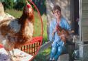 Adopt a chicken at Mathern event this weekend