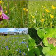 Green spaces and verges left to grow to help insects thrive