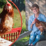 Adopt a chicken at Mathern event this weekend