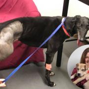 A greyhound which had to have its leg amputated. Inset: Vanessa Wadden of Hope Rescue who are calling for a ban on greyhound racing in Wales.