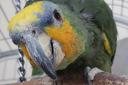 Charlie the orange-winged Amazon parrot, whose squawking alerted owner Emma Dazeley to a burglary in her home last year. Charlie has been missing for six weeks, Ms Dazeley said. June 1, 2020. Picture: Wales News Service