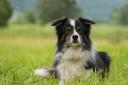 Stock picture of Border Collie.