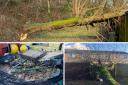 Fallen tree caused by Storm Bella wrecks garden 