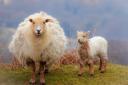 1st Leanne Hemburrow "Ewe and Lamb"