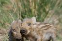 Two wild boar piglets have been pictured in the Forest of Dean. Picture: Nigel Williams