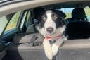 Driving with a dog in the car could land you a £5,000 fine or lose your drivers licence