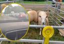 Traffic issues reported at Usk Show's return