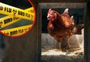 Monmouthshire and Blaenau Gwent farms within bird flu restricted zone but no spread