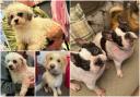 These five dogs are looking for forever homes from Many Tears Animal Rescue