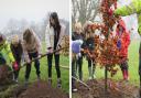 Cantref Primary School’s eco club gave a helping hand to the Monmouthshire County Council's grounds staff with the planting of ten of the new trees