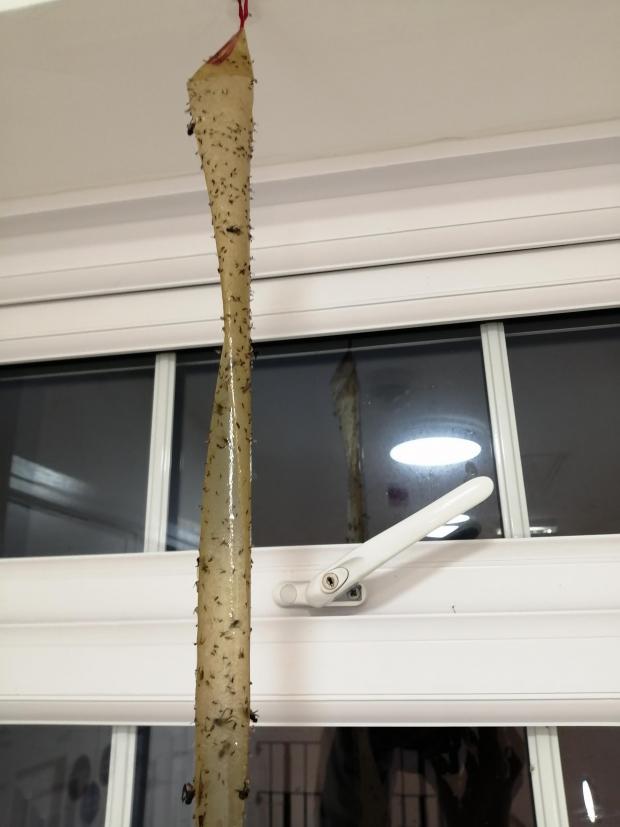 Free Press Series: Ms Mountjoy says her flat is infested with flies which are rife throughout the whole building. (Picture: Patricia Mountjoy)