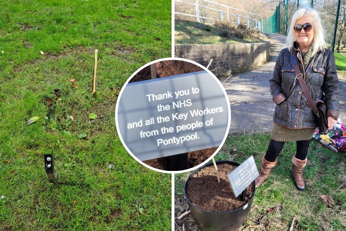 Tree in tribute to NHS replanted at Pontypool Park - Vimarsana News
