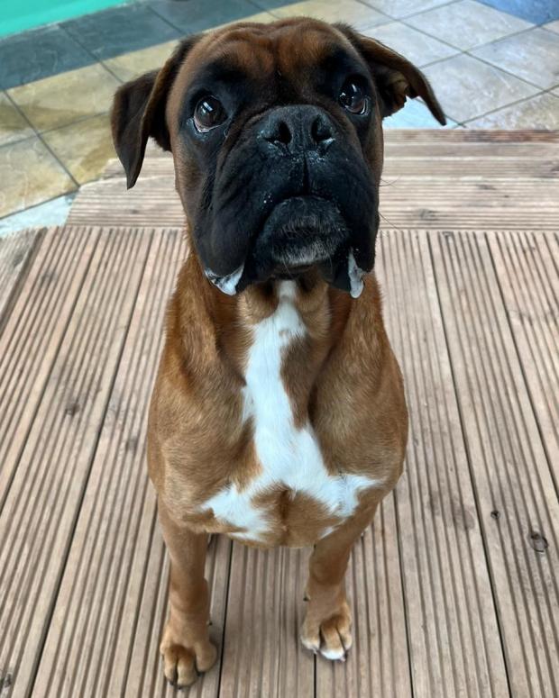 Free Press Series: Del Boy - three years old, Male, Boxer. Del Boy is an incredibly sweet and loving boy who is just a total bundle of fun! He can already walk on a lead but has never lived in a home so will need to learn about home life and house training. He would like