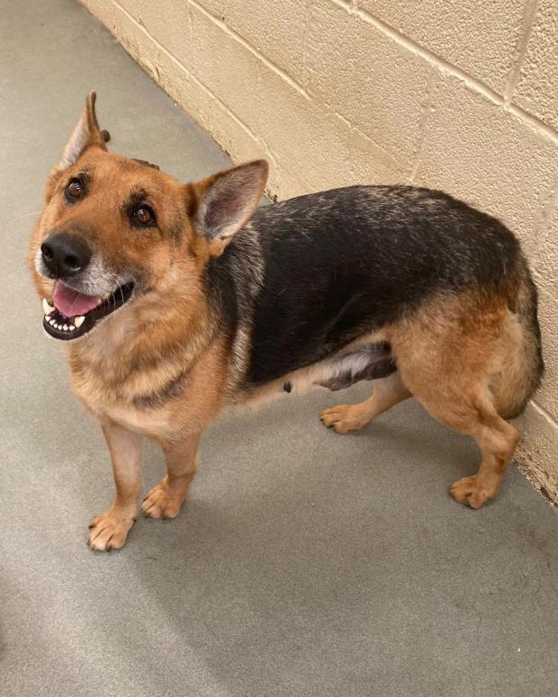 Free Press Series: Carmen - five years old, Female, German Shepherd. Carmen loves people and is keen to say hello to anyone she meets, in the right circumstances she could be homed as an only dog. When she arrived with us she had a very swollen spleen which was immediately