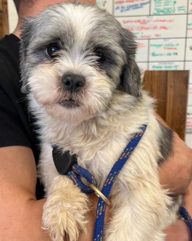 Free Press Series: Thimble - two years old, Female, Shih Tzu. Thimble has come to us from a breeder and is absolutely terrified. She has seen nothing of the outside world and is finding it all a bit overwhelming and very scary. She will need another confident dog in her