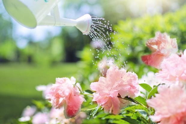 Free Press Series: A watering can watering some pink flowers. Credit: Canva