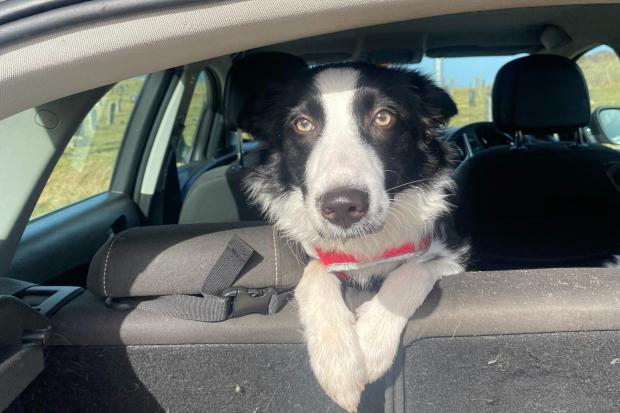 Driving with a dog in the car could land you a £5,000 fine or lose your drivers licence