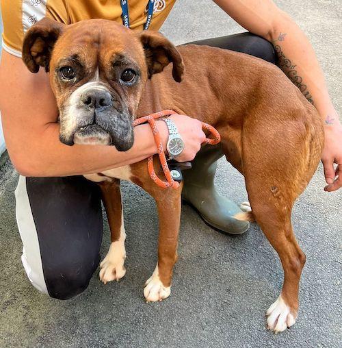 Free Press Series: Trouble - five years old, female, Boxer. Trouble is a confident girl who is happy to jump up to say hello and ask for a fuss, but does need to learn some manners still. She is so much fun and could live with other dogs or be an only dog. She cannot be