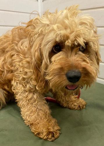 Free Press Series: Boop - two years old, female, Cockapoo. Boop has come to us from a breeder and is a terrified little girl who needs a calm and quiet adult only home with someone who has prior experience of scared ex-breeding dogs. She will need lots of love, kindness