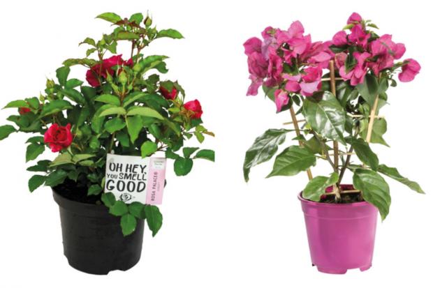 Free Press Series: (left) Garden Rose and (right) Bougainvillea (Lidl/Canva)