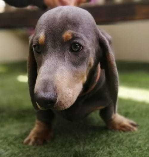 Free Press Series: Neil - five months old, male, Dachshund. Neil is a sweet puppy who has come to us from a breeder as unsold. He is a worried little boy who needs lots of love and attention to gain some confidence. He will need adopters who are familiar with the breed and