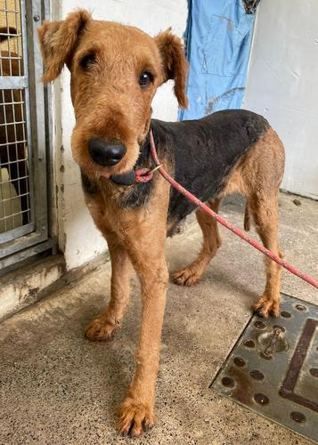 Free Press Series: Given - three years old, female, Airedale Terrier. Given has come to us from a breeder and is a little nervous and worried at the moment. She is a stunning looking girl and can already walk on a lead, with practice she should enjoy going for lots of