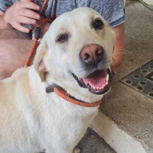Free Press Series: Thankful - five years old, female, Labrador. Thankful is a happy, loving and waggy-tailed girl who is so excited to see you and will come straight up to you for a fuss. She has never lived in a home before so would benefit from having another kind dog in