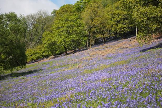 Possible destruction of much-loved bluebell wood in Caerphilly