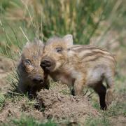 Two wild boar piglets have been pictured in the Forest of Dean. Picture: Nigel Williams