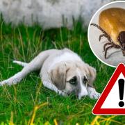 How to avoid 'killer' fleas and ticks in dogs during the summer heatwave. Picture: Newsquest