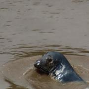 Seals have been spotted regularly in the area's rivers Picture: camera club member Robert Channing