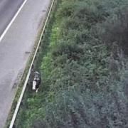 The cow walking along the M4 (Credit: Traffic Wales)