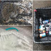 Hedgehog Helpline have called for recycling box nets to be scrapped after hedgehogs have been reported injured after being caught in the net. Picture: Hedgehog Helpline
