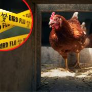 Monmouthshire and Blaenau Gwent farms within bird flu restricted zone but no spread