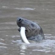 Sammy the seal feeding on eels on Boxing Day in the River Wye in Chepstow. Picture: Robert Channing