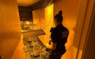 A Gwent Police officer surveys the cannabis farm during the raid in the Garndiffaith area of Pontypool yesterday
