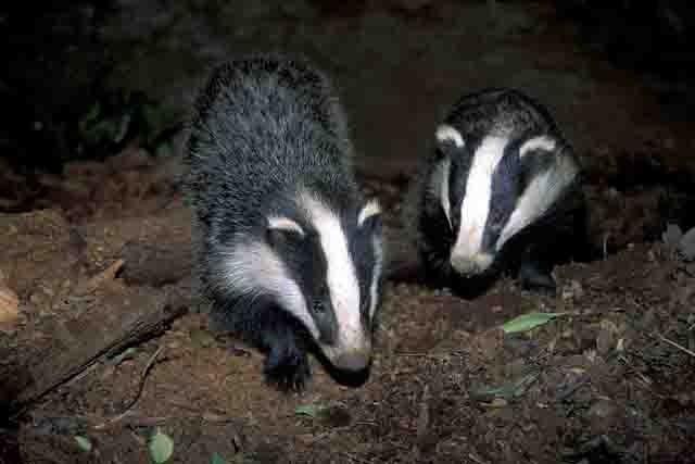 Gwent couple witnesses 'sickening' badger-baiting in woods
